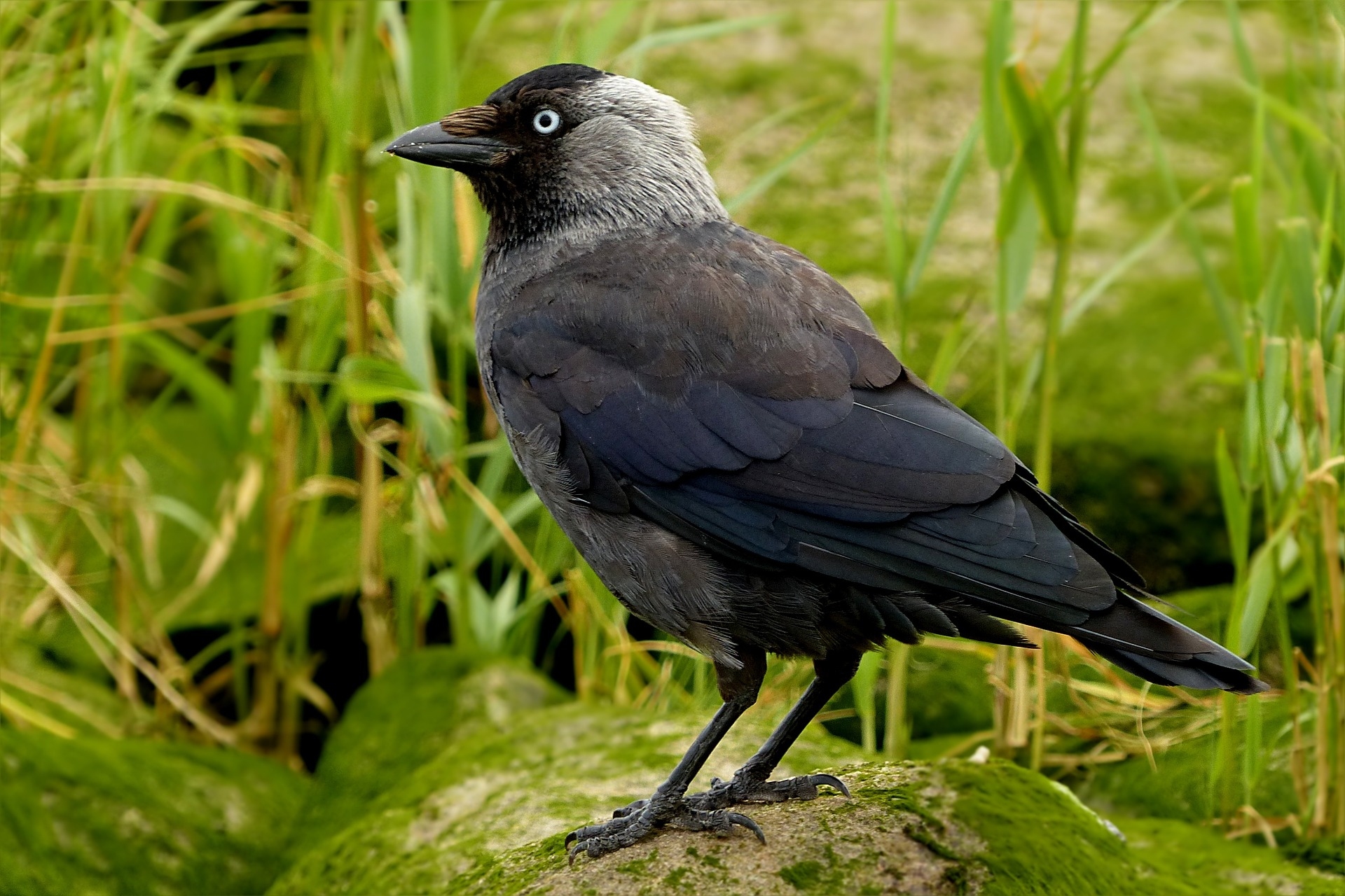 Western jackdaw - Wikipedia