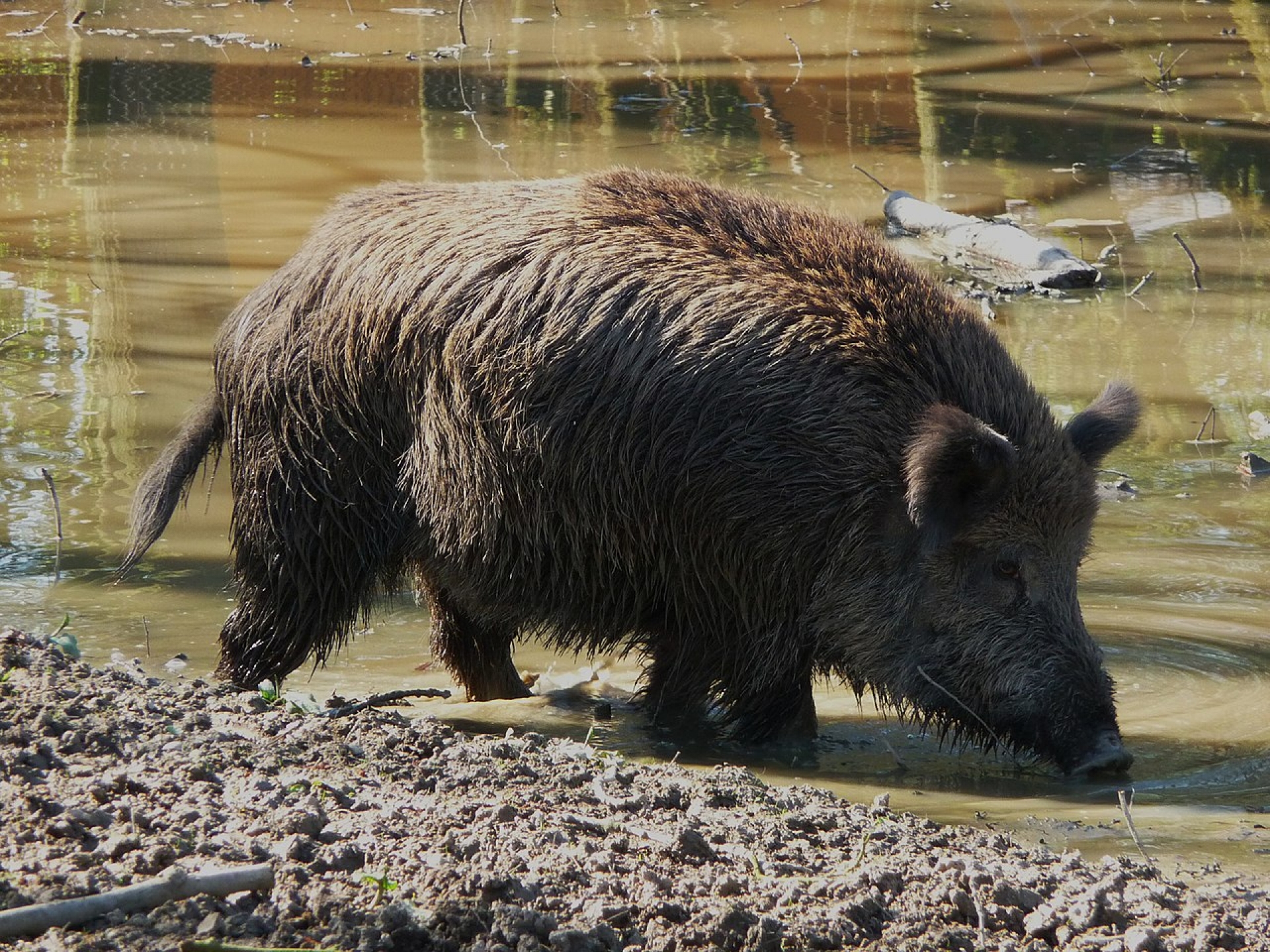 Wild boar - Projekt Roadkill - Citizen Science