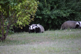 Tenth research article: Hedgehogs and badgers in Vienna
