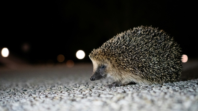 Über Achtung Igel!