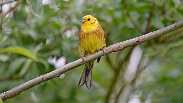 Männliche Goldammer (Emberiza citrinella) Gesang?/i
