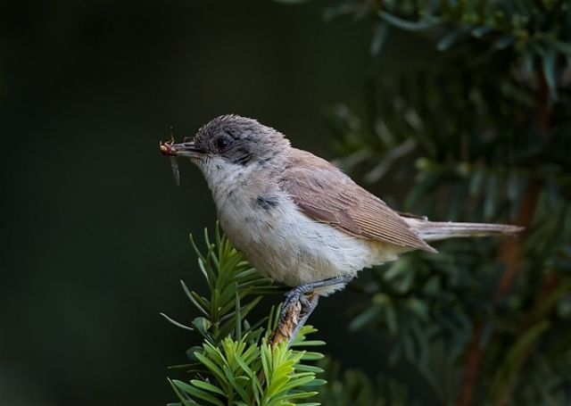 Klappergrasmücke (Sylvia curruca)